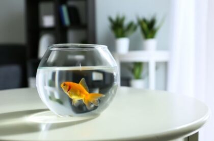 What Type of Aquarium Fish Are Best for Beginners