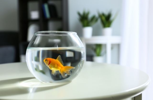 What Type of Aquarium Fish Are Best for Beginners