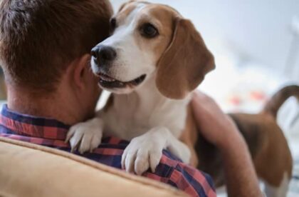 how to bring a support animal to college