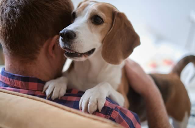 how to bring a support animal to college