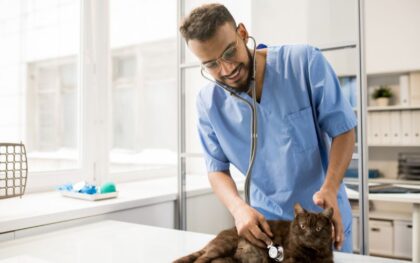 Reasons Why Being a Veterinarian Is a Fulfilling Career