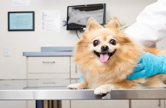 choose your ideal veterinary technology school