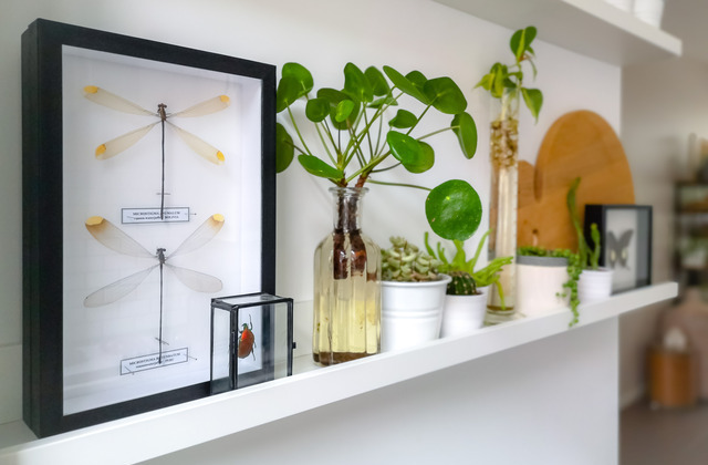 A white floating shelf with a photo, a plant, and some trinkets displayed. The photo contains 3D renderings of dragonflies.