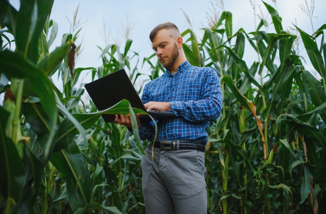 A man wearing a blue checkered shirt, typing on a laptop keyboard while standing in the middle of a tall corn field.