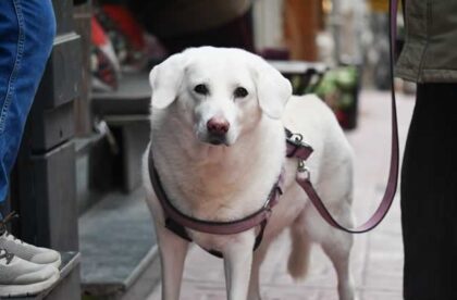 paws on campus