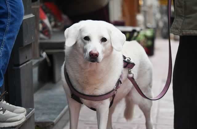 paws on campus