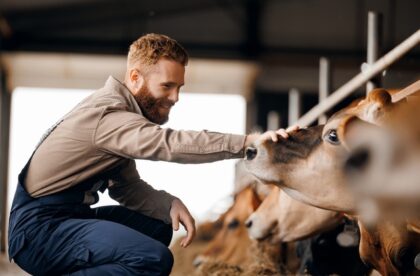 A farm worker kneeling down and reaching forward to touch the snout of an affectionate brown cow.