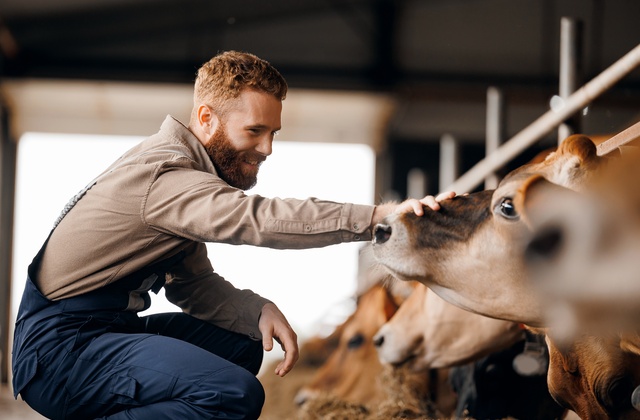 A farm worker kneeling down and reaching forward to touch the snout of an affectionate brown cow.