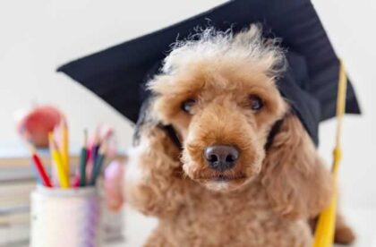 keep your dog healthly