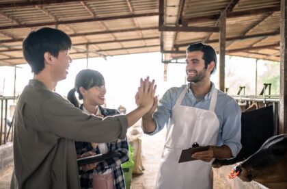 Two students and a professor are at a livestock barn with dairy cows. The students are happy and high-fiving the professor.
